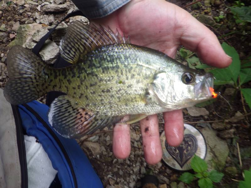 Black crappie in Berwyn