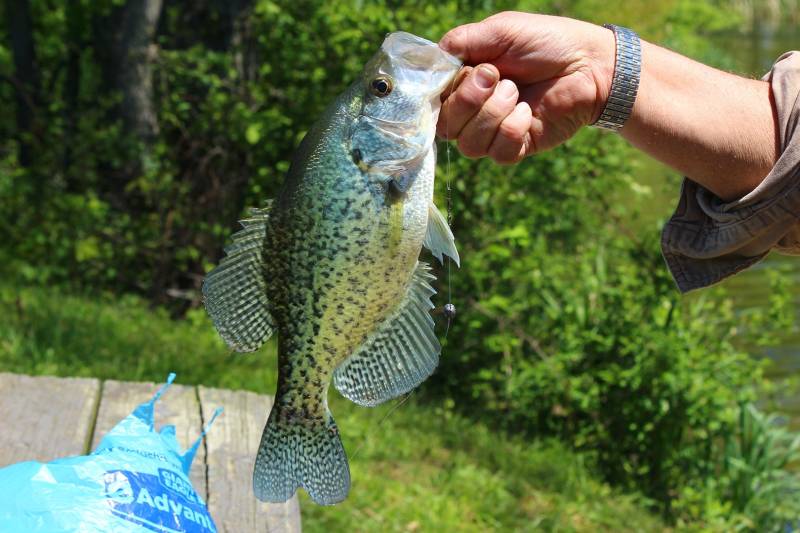 Black crappie in Steubenville