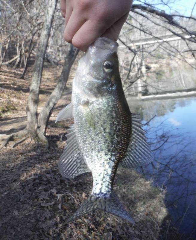 Black crappie in Durham