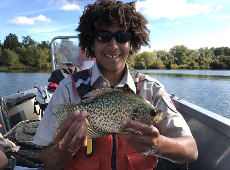 Black crappie in Ripley