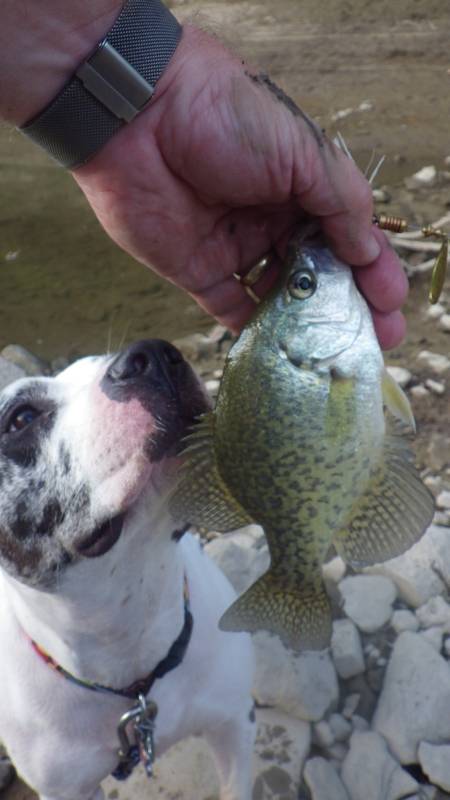 Black crappie in Illinois