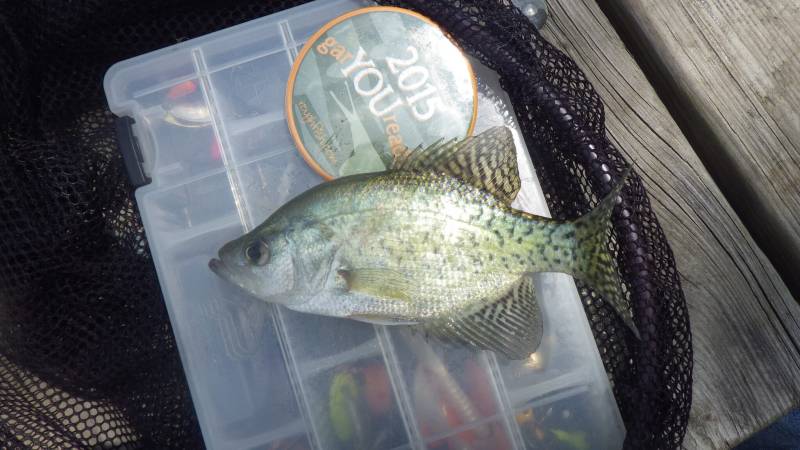 Black crappie in Gary
