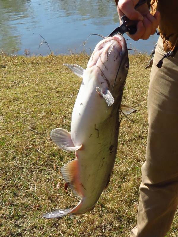 Channel catfish in Dalworthington Gardens