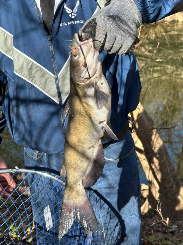 Channel catfish in Medina River