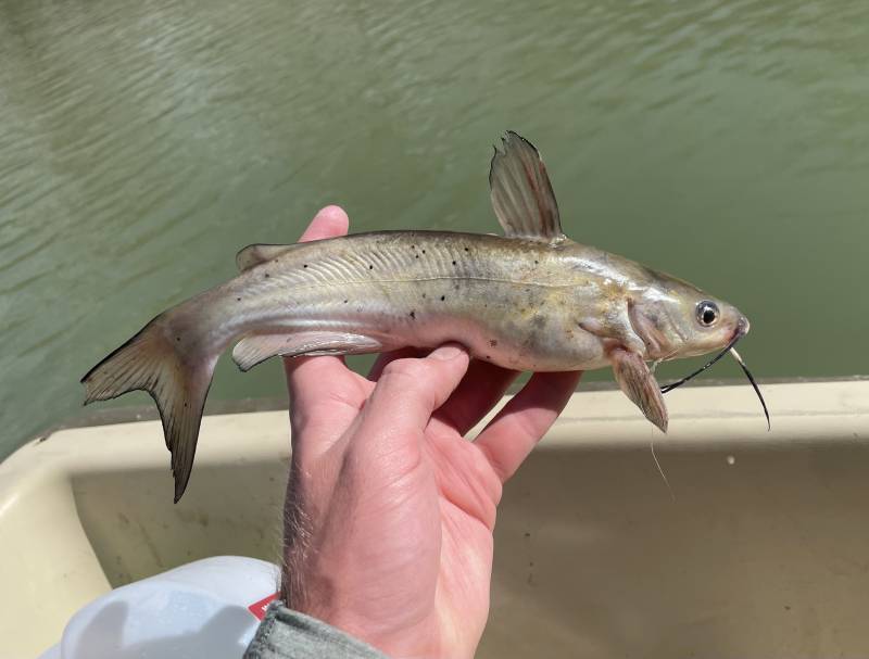 Channel catfish in Gholson