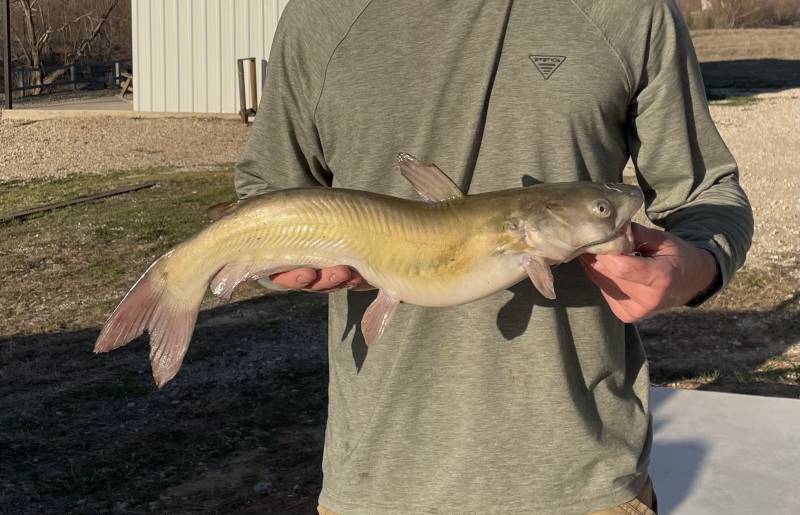 Channel catfish in Gholson