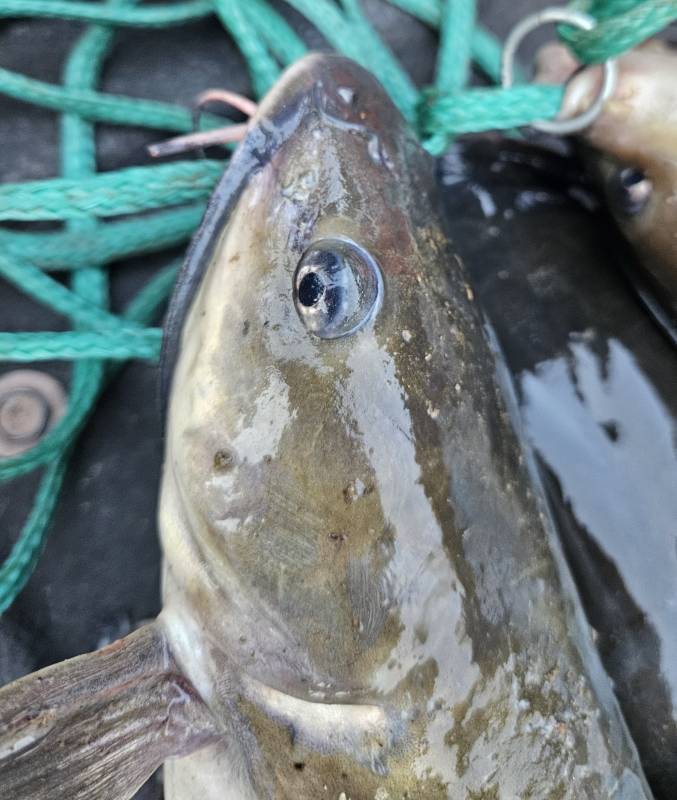 Channel catfish in Kansas