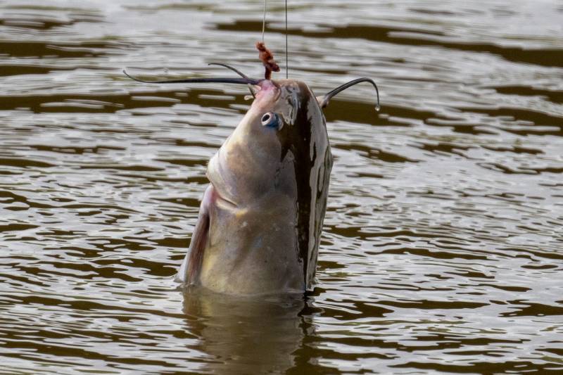 Channel catfish in Loomis