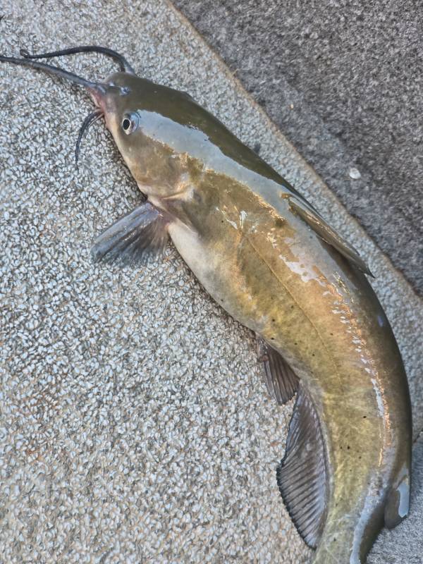 Channel catfish in Walters