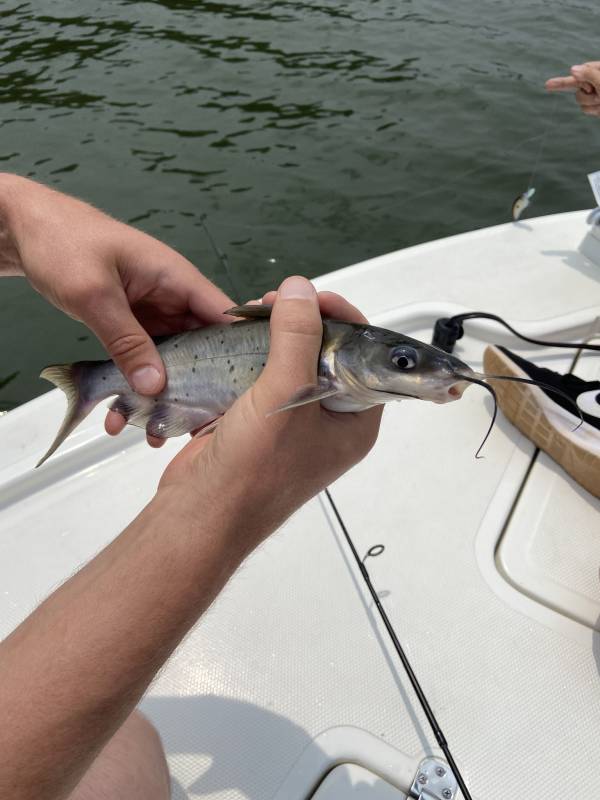 Channel catfish in Georgia