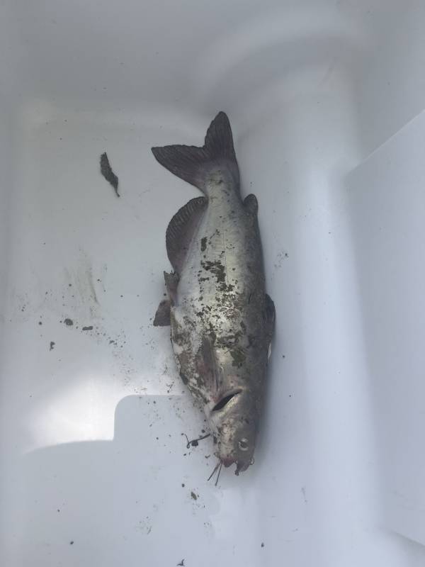 Channel catfish in Thibodaux