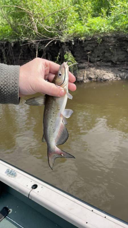Channel catfish in Eagan
