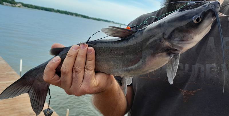 Channel catfish in New Waverly
