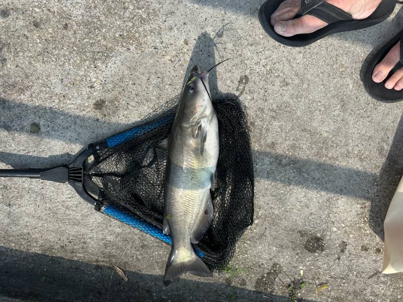 Channel catfish in Philadelphia County