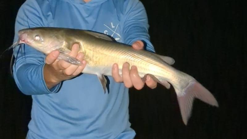 Channel catfish in Carrollton