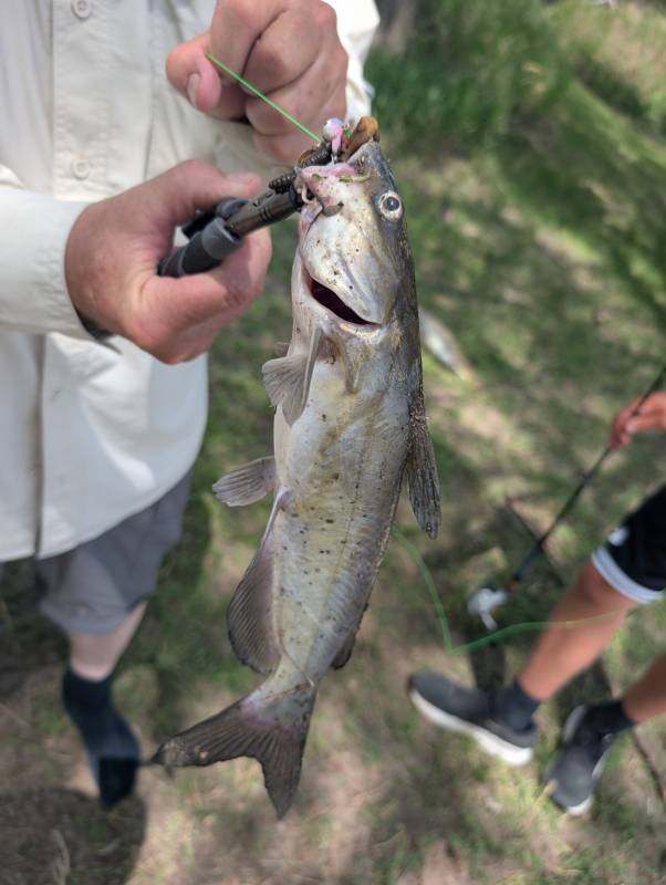 Channel catfish in Davison County