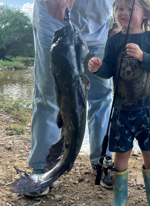 Channel catfish in Seguin