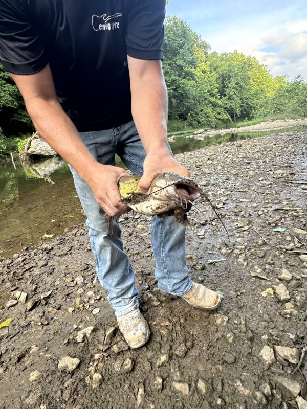 Channel catfish in Missouri