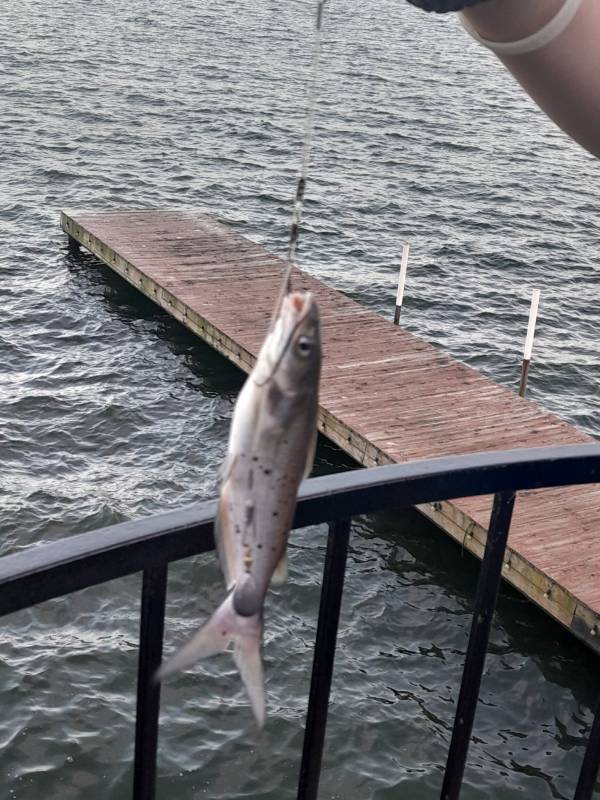 Channel catfish in New Waverly