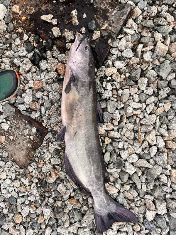 Channel catfish in North Carolina