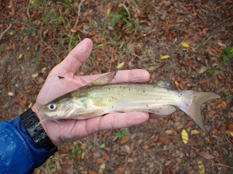 Channel catfish in Point Comfort