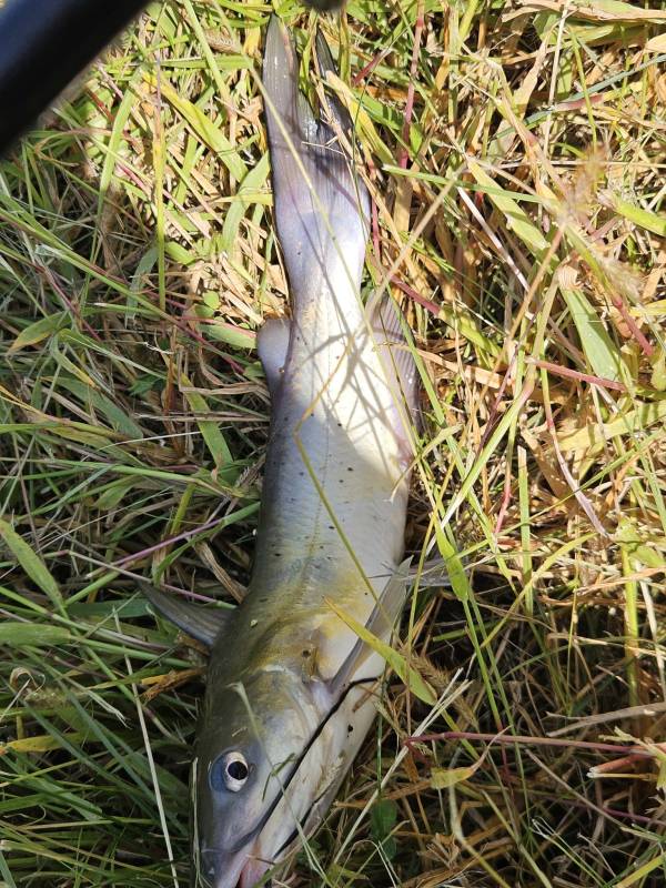 Channel catfish in Kansas