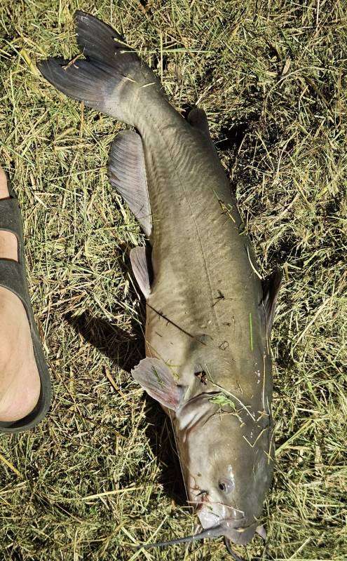 Channel catfish in Kansas