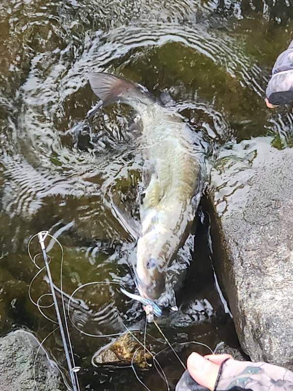 Channel catfish in Fredericksburg