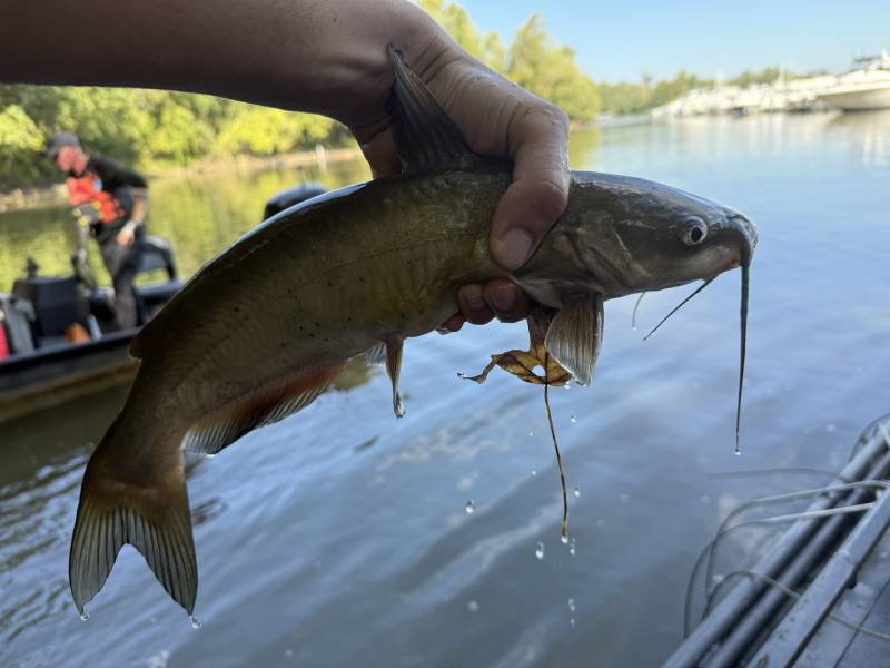 Channel catfish in Ohio River