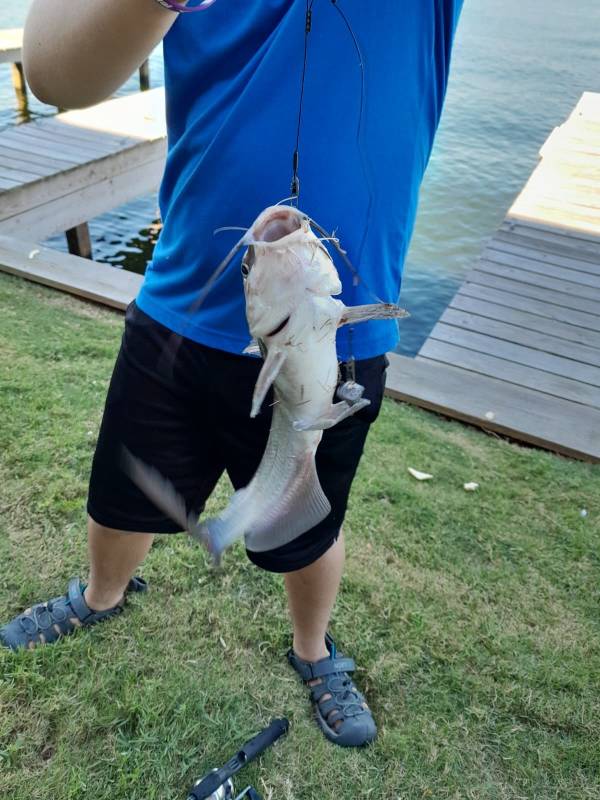 Channel catfish in New Waverly