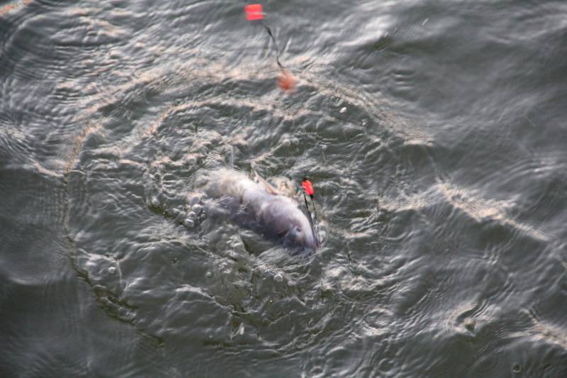 Channel catfish in New Waverly