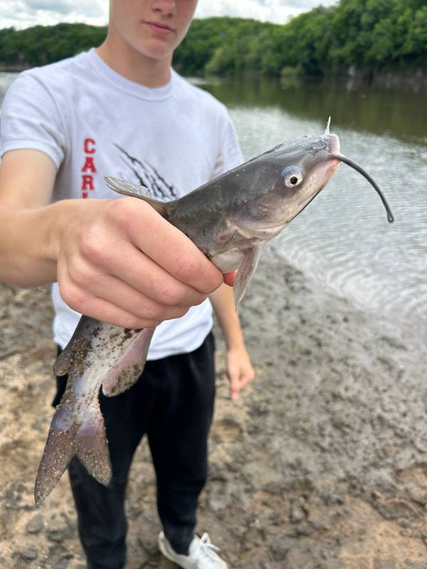 Channel catfish in Cedar River