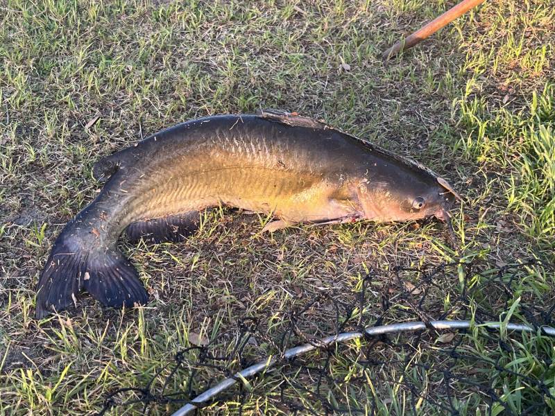 Channel catfish in Williamston