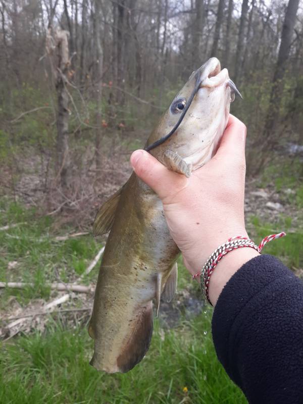 Channel catfish in Fairlawn