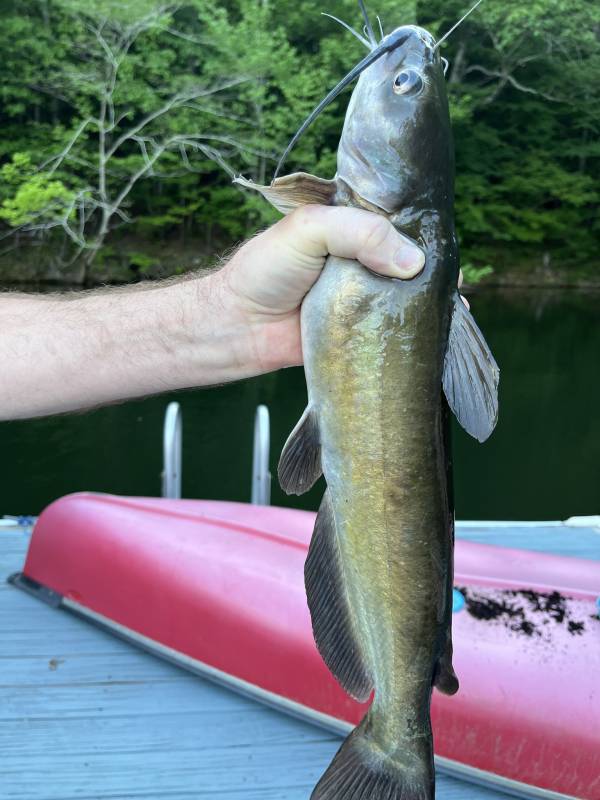 Channel catfish in Falkville