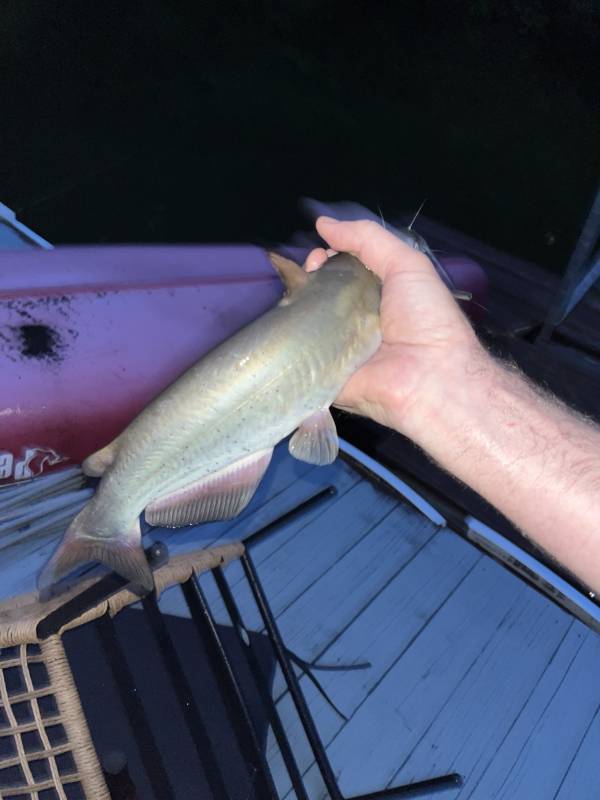 Channel catfish in Falkville