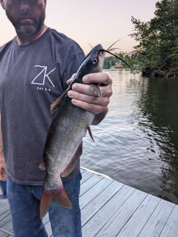 Channel catfish in Hartselle