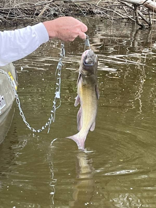 Channel catfish in Canfield