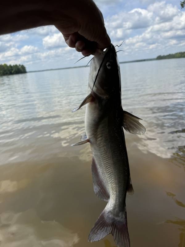 Channel catfish in West Point Lake