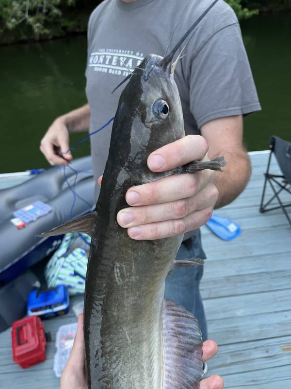 Channel catfish in Hartselle