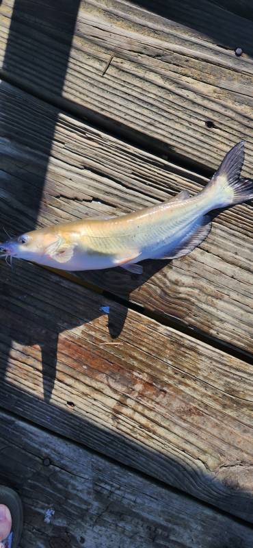 Channel catfish in Mont Belvieu