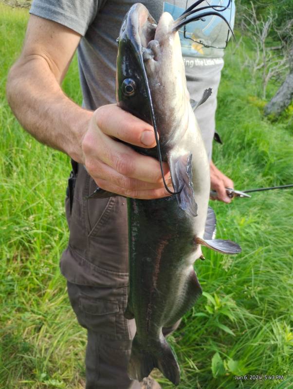 Channel catfish in Wautoma