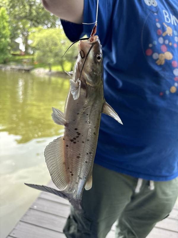 Channel catfish in Old Jamestown