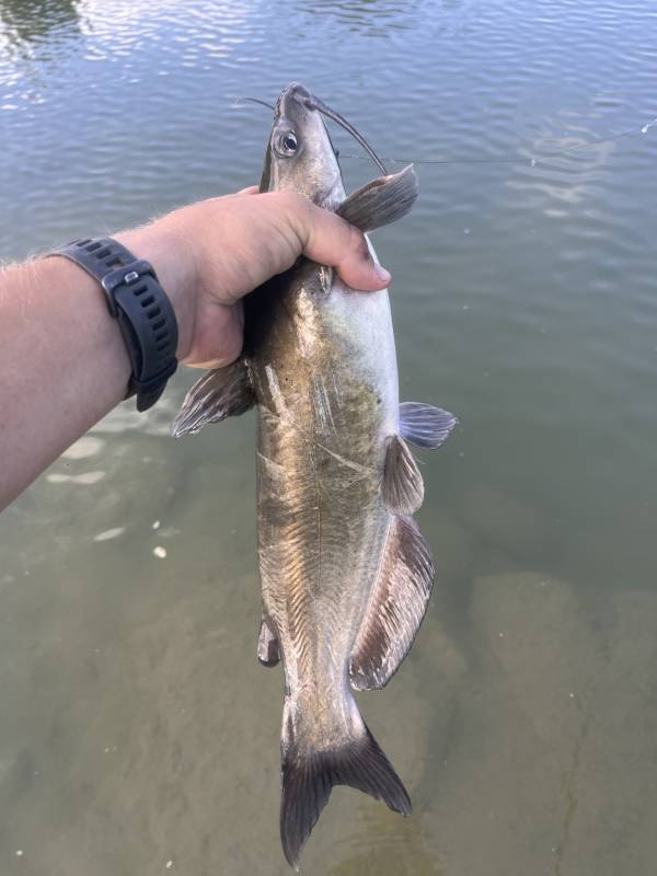 Channel catfish in Mason