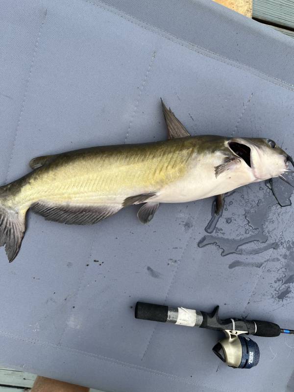 Channel catfish in Hartselle