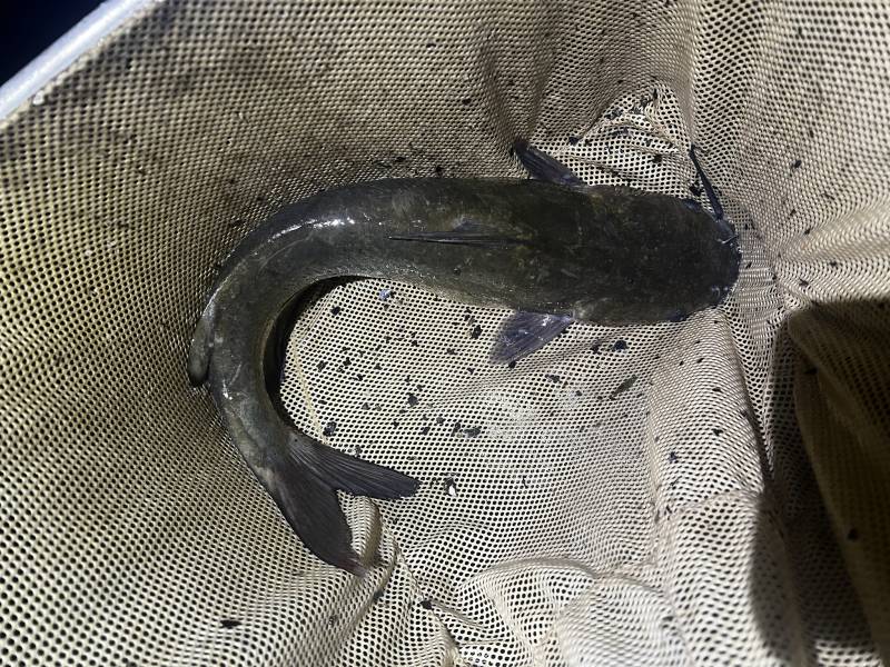 Channel catfish in Ohio River