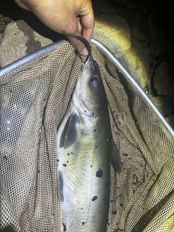 Channel catfish in Ohio River