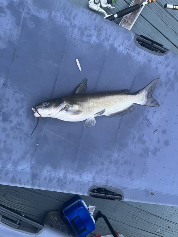 Channel catfish in Hartselle