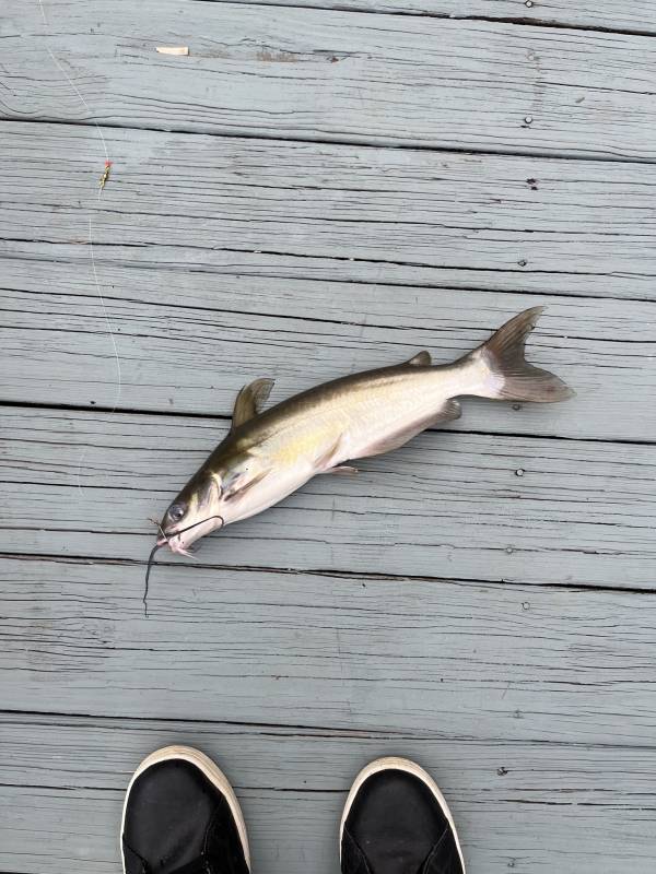 Channel catfish in Hartselle