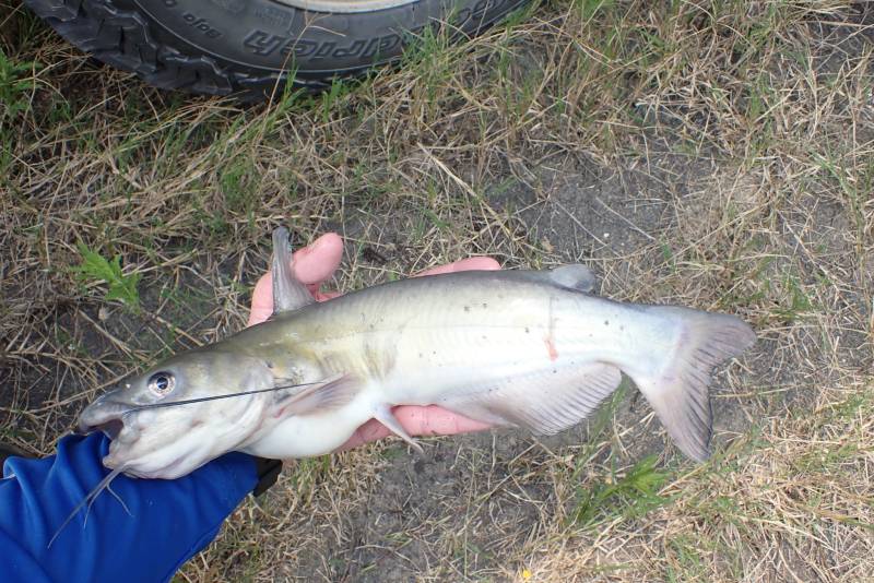 Channel catfish in Mont Belvieu